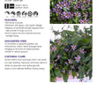 Load image into Gallery viewer, TRICYRTIS MAUVE SHOOTING STARS GARDEN ORCHID [SZ:14CM POT]
