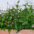 Load image into Gallery viewer, TRICYRTIS MAUVE SHOOTING STARS GARDEN ORCHID [SZ:14CM POT]
