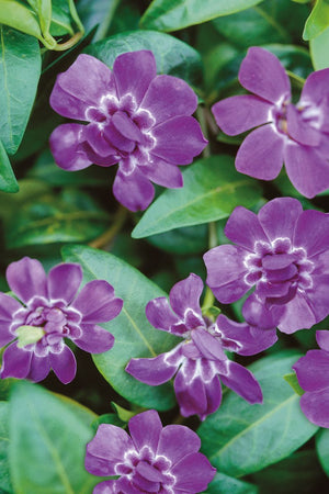 VINCA ELIZABETH CRAN [SZ:14CM POT]