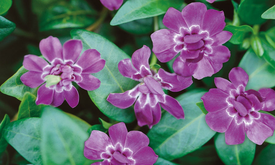 VINCA ELIZABETH CRAN [SZ:14CM POT]