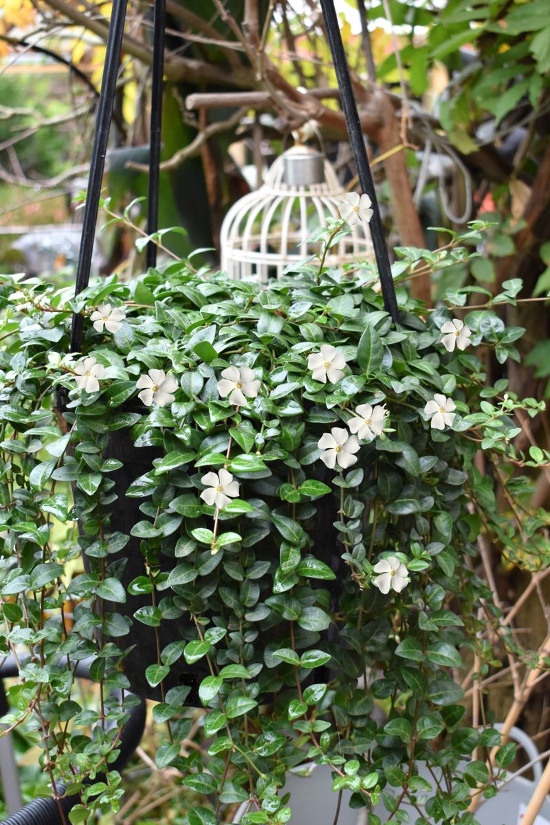 vinca plant in hanging baskets VINCA WINK WHITE – Honeysuckle Garden