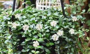 VINCA WINK WHITE [SZ:14CM POT]