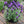 Load image into Gallery viewer, LAVANDULA PURPLE REIGN
