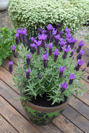 LAVANDULA PURPLE REIGN