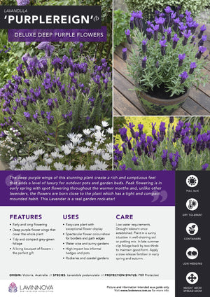 LAVANDULA PURPLE REIGN