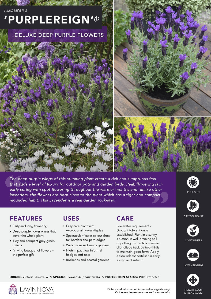 LAVANDULA PURPLE REIGN