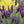 Load image into Gallery viewer, LAVANDULA PURPLE REIGN
