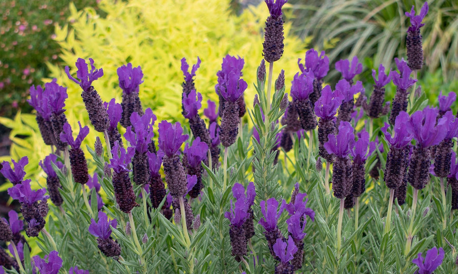 LAVANDULA PURPLE REIGN