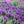 Load image into Gallery viewer, LAVANDULA PURPLE REIGN
