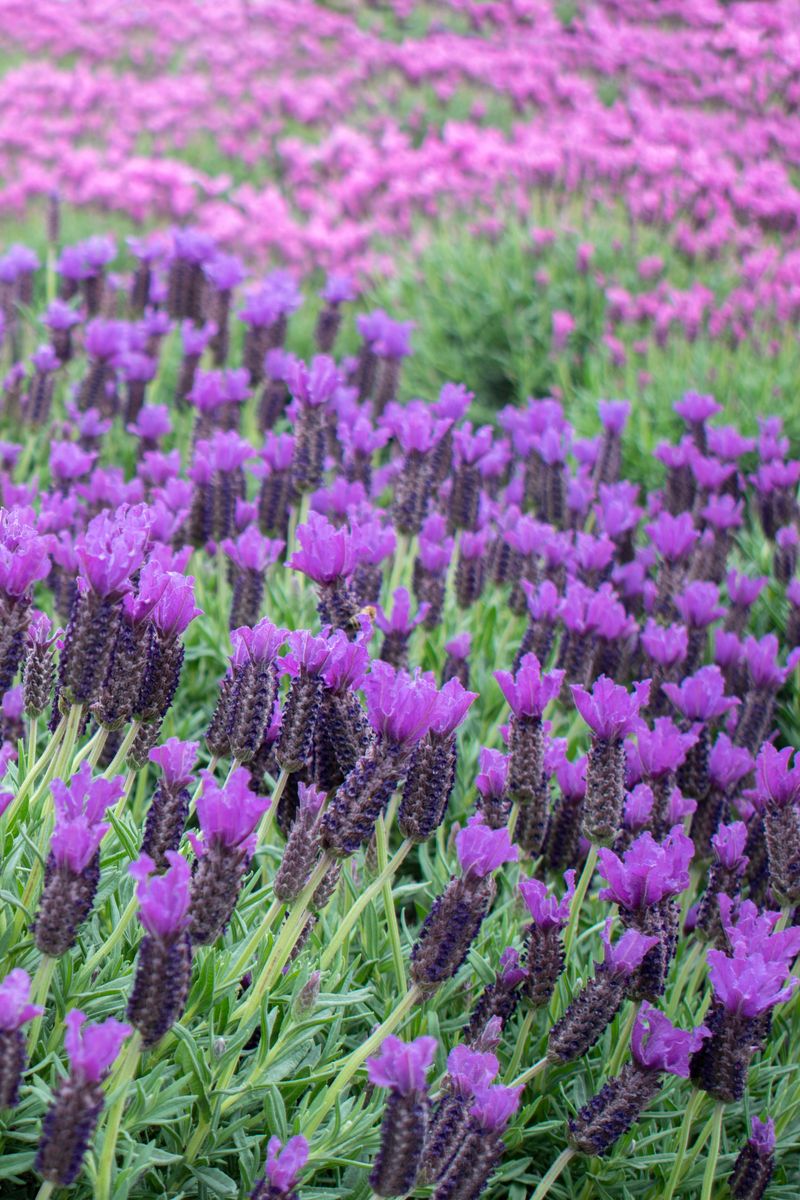 LAVANDULA PURPLE REIGN