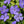 Load image into Gallery viewer, VINCA DARTS BLUE [SZ:14CM POT]
