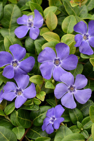 VINCA DARTS BLUE [SZ:14CM POT]