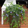 Load image into Gallery viewer, VINCA DARTS BLUE [SZ:14CM POT]
