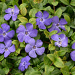 Load image into Gallery viewer, VINCA DARTS BLUE [SZ:14CM POT]
