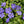 Load image into Gallery viewer, VINCA DARTS BLUE [SZ:14CM POT]
