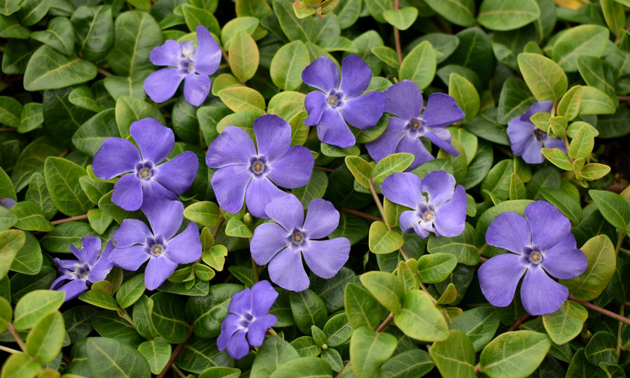 VINCA DARTS BLUE [SZ:14CM POT]