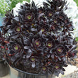 Load image into Gallery viewer, AEONIUM POLDARK [SZ:14CM POT]
