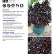 Load image into Gallery viewer, AEONIUM POLDARK [SZ:14CM POT]
