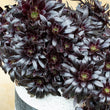 Load image into Gallery viewer, AEONIUM POLDARK [SZ:14CM POT]
