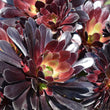Load image into Gallery viewer, AEONIUM POLDARK [SZ:14CM POT]
