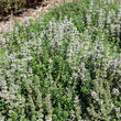 Load image into Gallery viewer, THYMUS CANDY BUTTONS [SZ:14CM POT]
