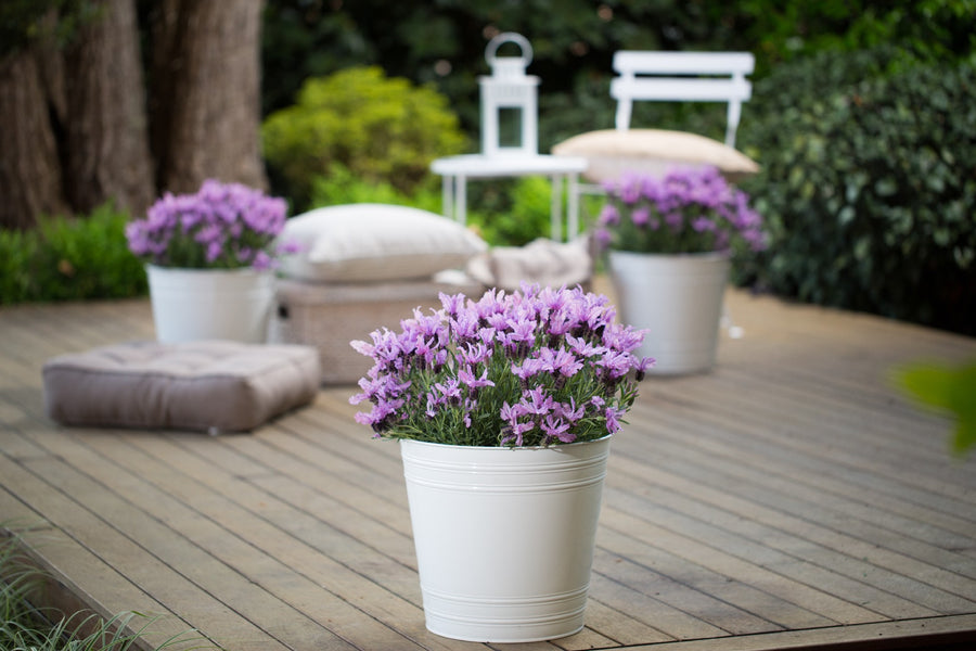 lavender queen plant LAVANDULA THE QUEEN – Honeysuckle Garden