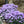Load image into Gallery viewer, LAVANDULA THE QUEEN
