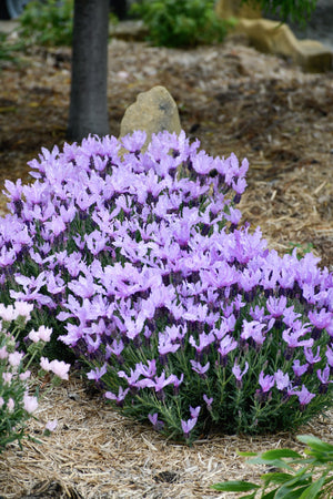 LAVANDULA THE QUEEN