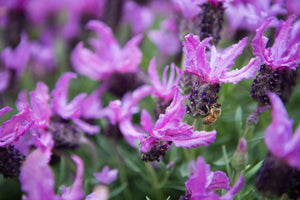 LAVANDULA THE QUEEN