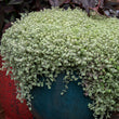 Load image into Gallery viewer, SEDUM SPECKLED BLOB [SZ:14CM POT]
