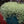 Load image into Gallery viewer, SEDUM SPECKLED BLOB [SZ:14CM POT]
