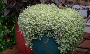 SEDUM SPECKLED BLOB [SZ:14CM POT]