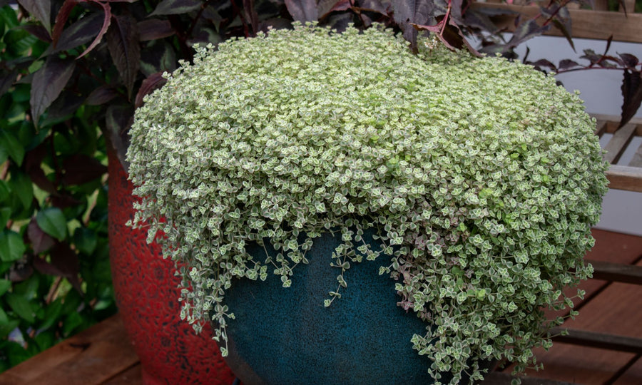 SEDUM SPECKLED BLOB [SZ:14CM POT]