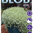 Load image into Gallery viewer, SEDUM SPECKLED BLOB [SZ:14CM POT]
