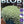 Load image into Gallery viewer, SEDUM SPECKLED BLOB [SZ:14CM POT]
