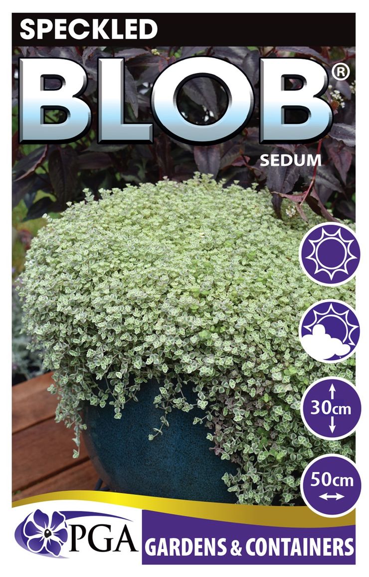SEDUM SPECKLED BLOB [SZ:14CM POT]
