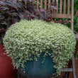 Load image into Gallery viewer, SEDUM SPECKLED BLOB [SZ:14CM POT]
