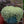 Load image into Gallery viewer, SEDUM SPECKLED BLOB [SZ:14CM POT]
