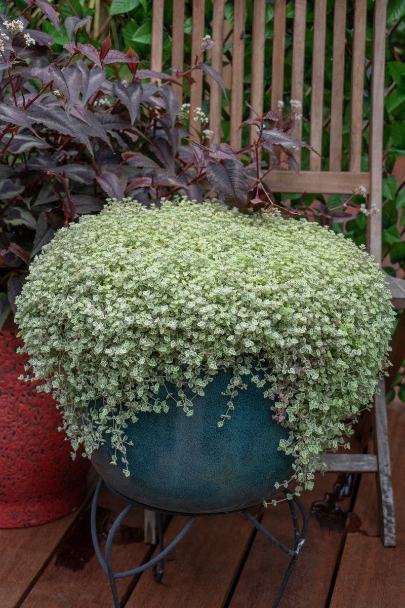 SEDUM SPECKLED BLOB [SZ:14CM POT]
