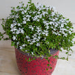 Load image into Gallery viewer, PRATIA SNOW ANGEL [SZ:14CM POT]

