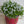 Load image into Gallery viewer, PRATIA SNOW ANGEL [SZ:14CM POT]
