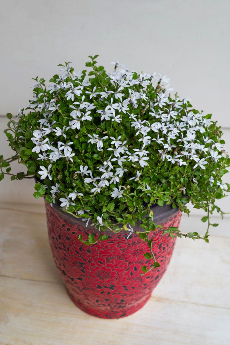 PRATIA SNOW ANGEL [SZ:14CM POT]