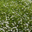 Load image into Gallery viewer, PRATIA SNOW ANGEL [SZ:14CM POT]
