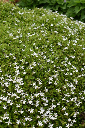 PRATIA SNOW ANGEL [SZ:14CM POT]