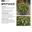Load image into Gallery viewer, PRATIA SNOW ANGEL [SZ:14CM POT]
