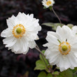 Load image into Gallery viewer, ANEMONE SNOW ANGEL [SZ:14CM POT]
