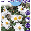 Load image into Gallery viewer, ANEMONE SNOW ANGEL [SZ:14CM POT]
