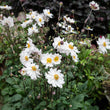Load image into Gallery viewer, ANEMONE SNOW ANGEL [SZ:14CM POT]
