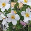 Load image into Gallery viewer, ANEMONE DAINTY SWAN [SZ:14CM POT]
