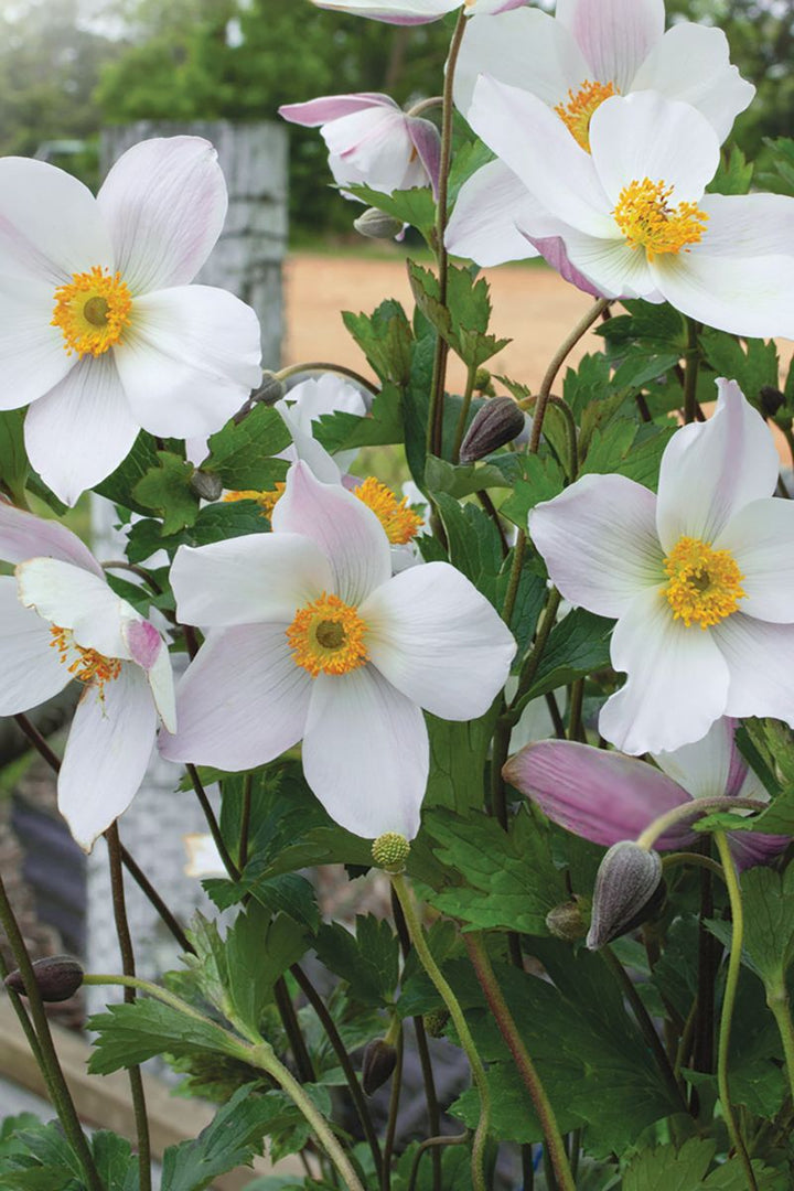 ANEMONE DAINTY SWAN [SZ:14CM POT]